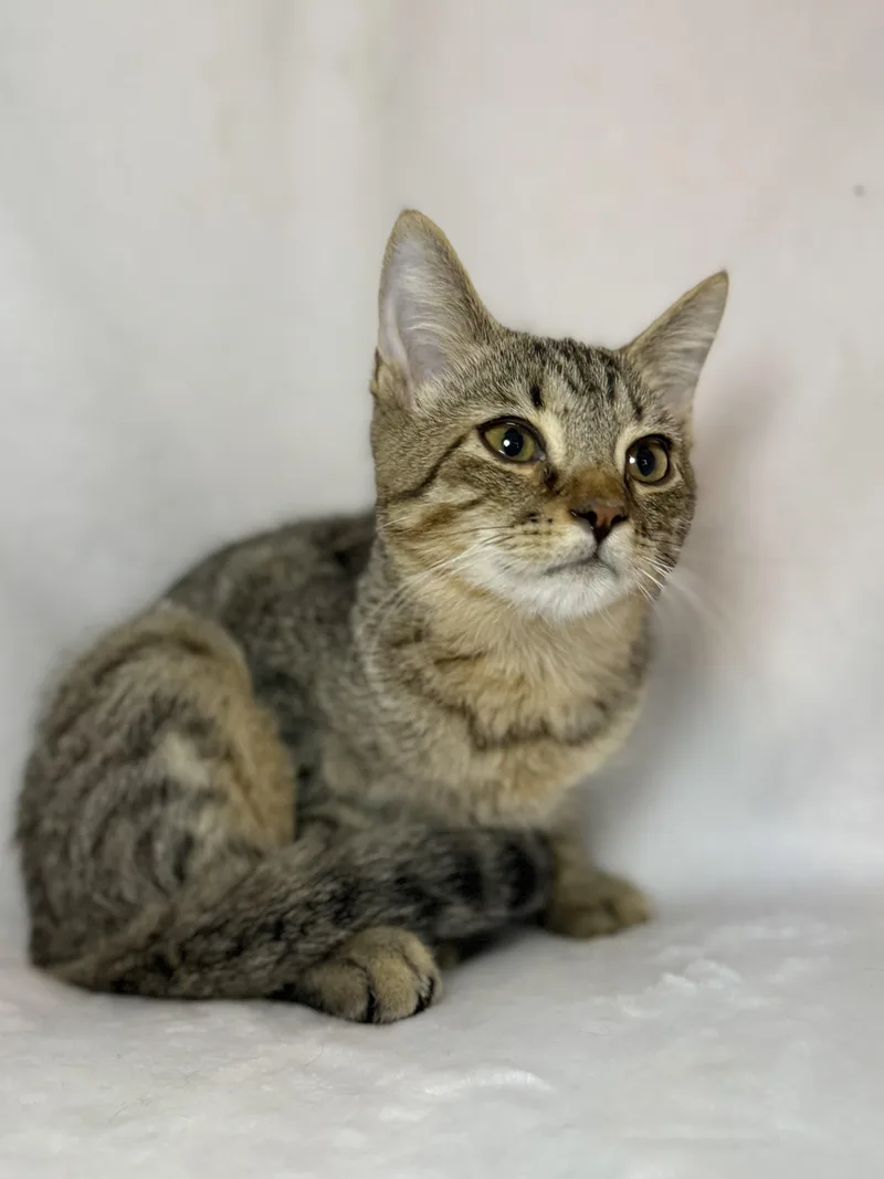 Peter Pan thumbnail 4