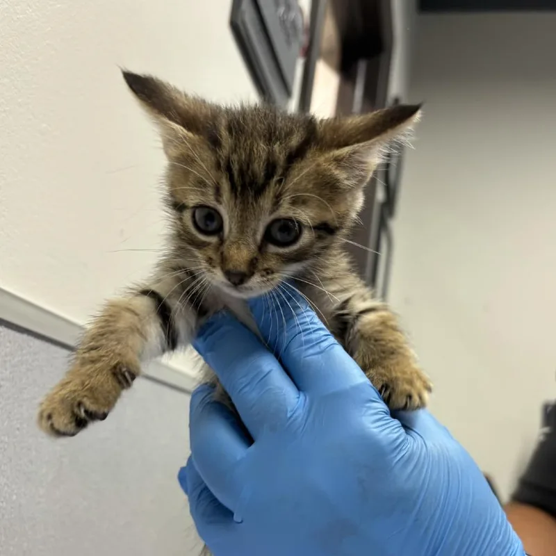 A baby small-sized female Brown / Chocolate Domestic Medium Hair cat named Shai for adoption in Tampa, FL