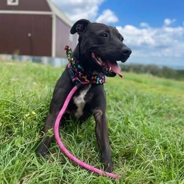 An adult medium-sized female Black American Staffordshire Terrier dog named Darlin for adoption in Center Point, TX