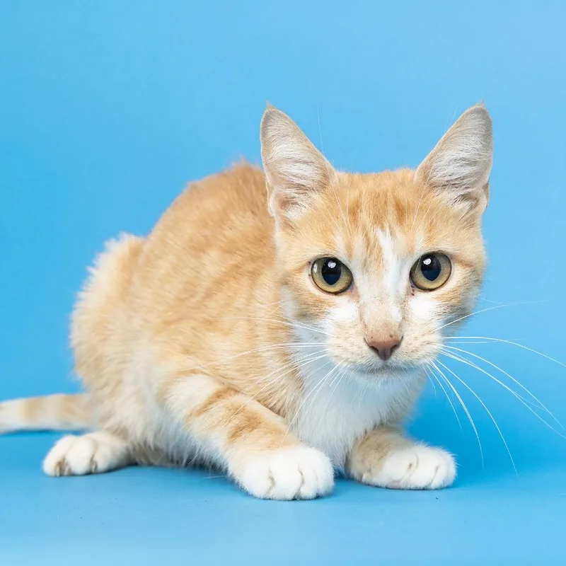 A young medium-sized female Orange / Red Domestic Short Hair cat named Gaia for adoption in Franklin, TN