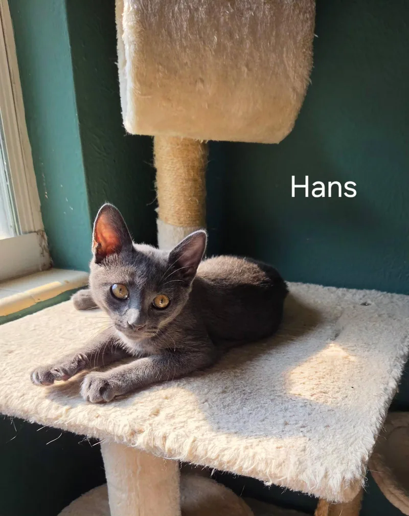 A baby medium-sized male Gray / Blue / Silver Domestic Short Hair cat named Hans for adoption in Oviedo, FL