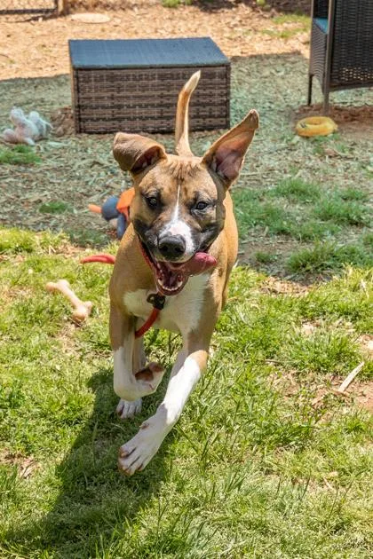 An adult large-sized male Mixed Breed dog named Melvin for adoption in Chamblee, GA