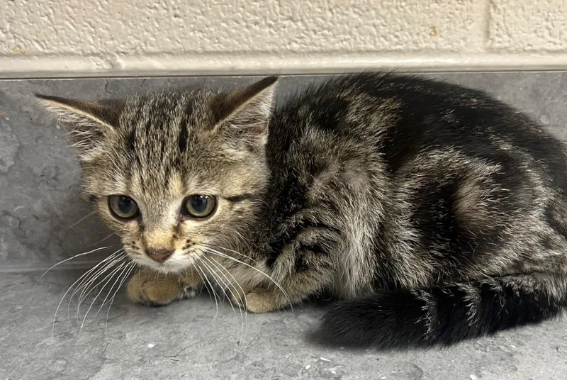 A baby medium-sized female Domestic Short Hair cat named Mouse Minnie for adoption in Greeneville, TN
