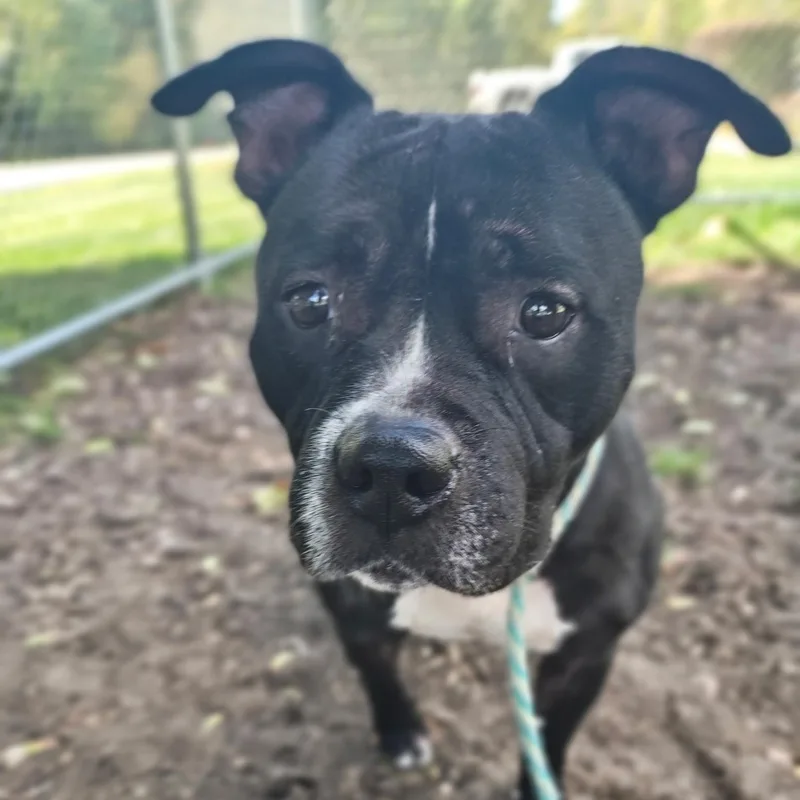 An adult medium-sized female American Bulldog dog named Brie for adoption in Mount Pleasant, MI