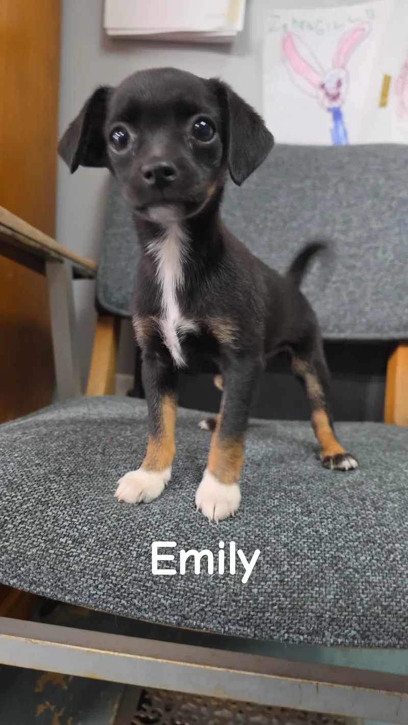 Emily