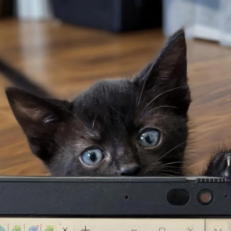 A baby small-sized male Black Domestic Short Hair cat named Mike O'Meowra for adoption in Westminster, CA