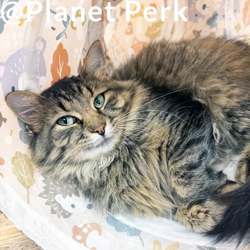 A young medium-sized female Brown / Chocolate Domestic Medium Hair cat named Birdie for adoption in Oshkosh, WI
