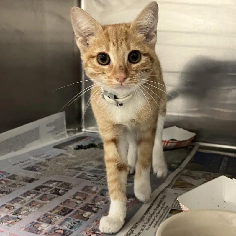 A baby small-sized female Orange / Red Domestic Short Hair cat named Thumbelina for adoption in Edinburg, TX