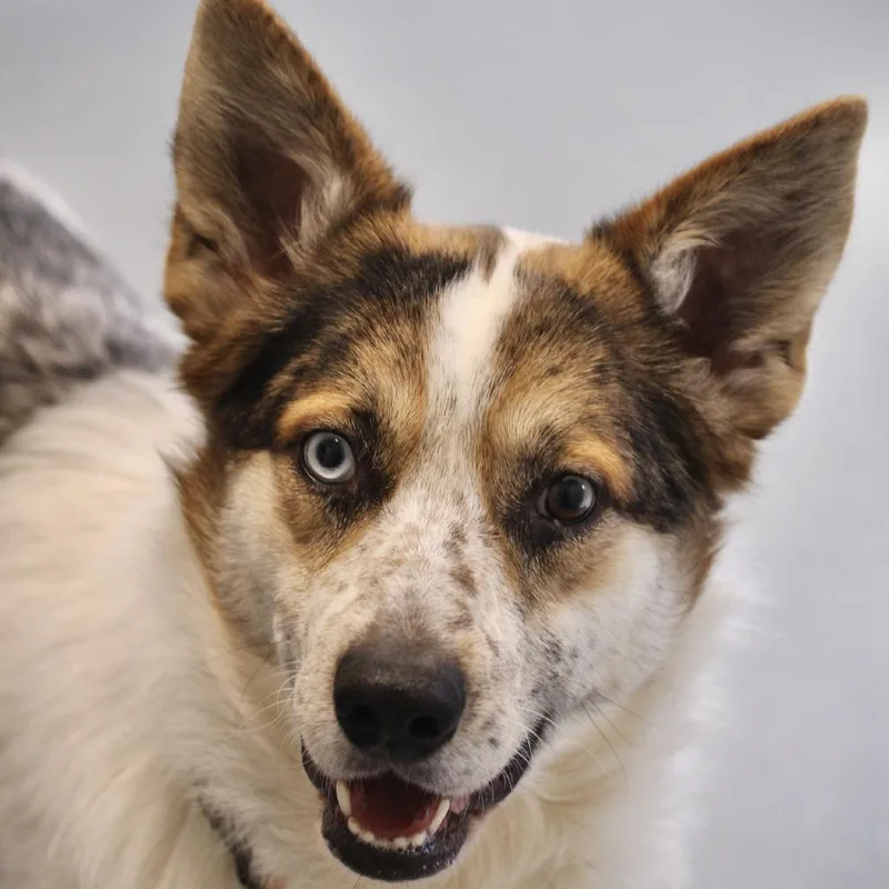 An adult medium-sized male White / Cream Australian Shepherd dog named Henry for adoption in Briarcliff Manor, NY