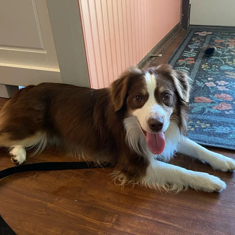 A young medium-sized male Red / Chestnut / Orange Australian Shepherd dog named Breckett for adoption in Ada, MN