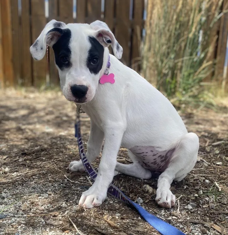 A young medium-sized female White / Cream Mixed Breed dog named Tranquil for adoption in Buena Vista, CO