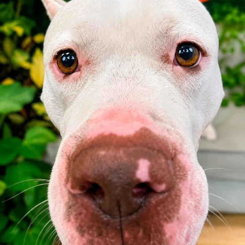 An adult medium-sized male White / Cream Pit Bull Terrier dog named Angus for adoption in East Saint Louis, IL
