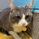 An adult medium-sized male Gray & White Domestic Short Hair cat named Milo for adoption in Lansing, MI