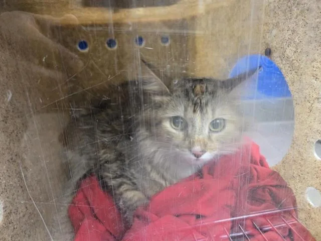 An adult medium-sized female Domestic Medium Hair cat named Grumpy for adoption in Albuquerque, NM