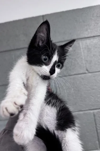 A baby small-sized female Domestic Short Hair cat named Moon Light for adoption in West Chester, PA