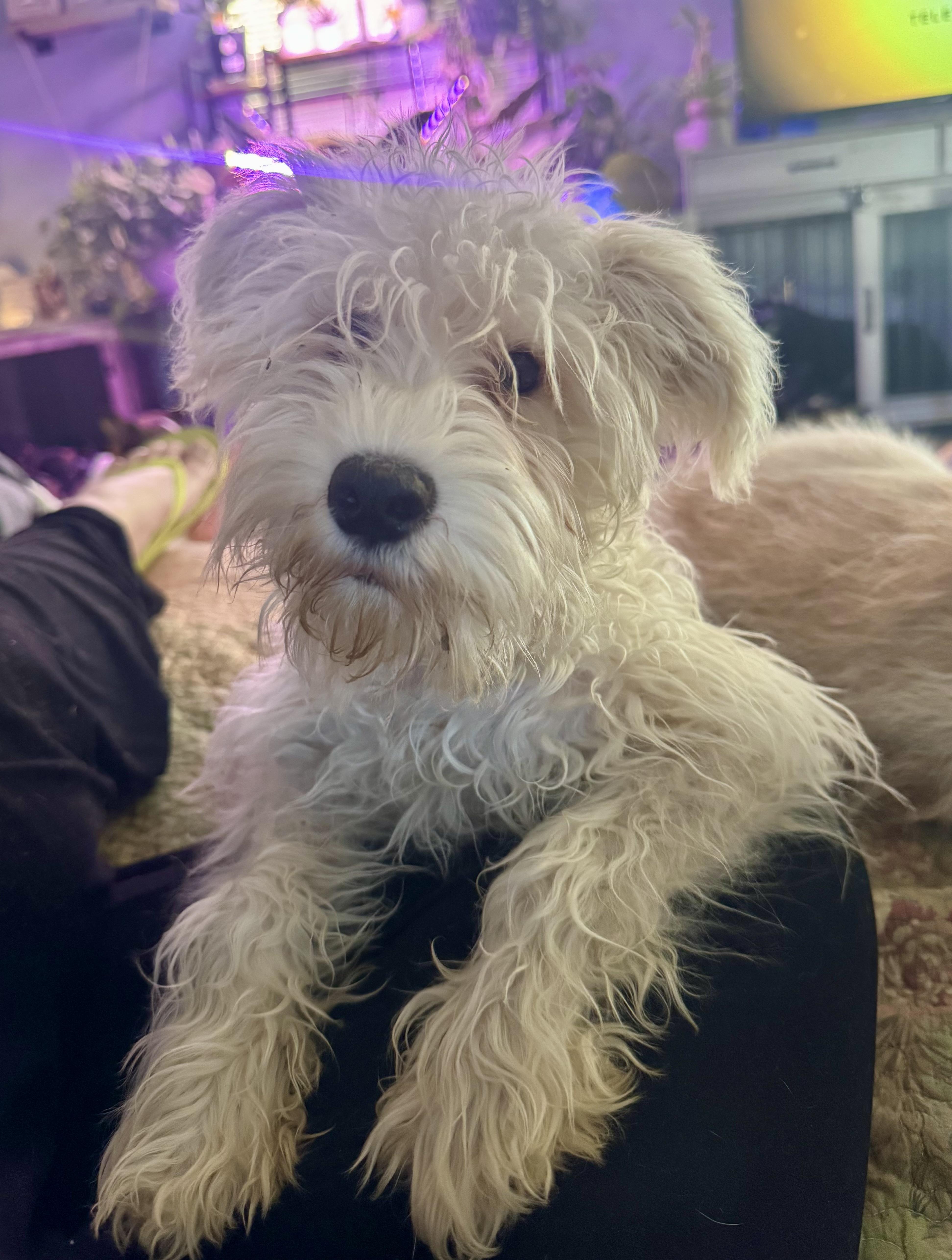 A baby small-sized male White / Cream Schnoodle dog named Ollie for adoption in Washington, MO