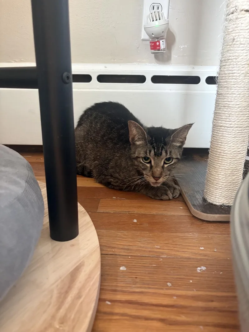 A young medium-sized female Tabby (Brown / Chocolate) Domestic Short Hair cat named Terri for adoption in Greensburg, PA
