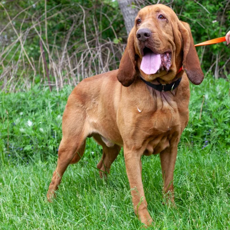 An adult extra large-sized male Bloodhound dog named Earl for adoption in Olean, NY