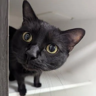 Remy