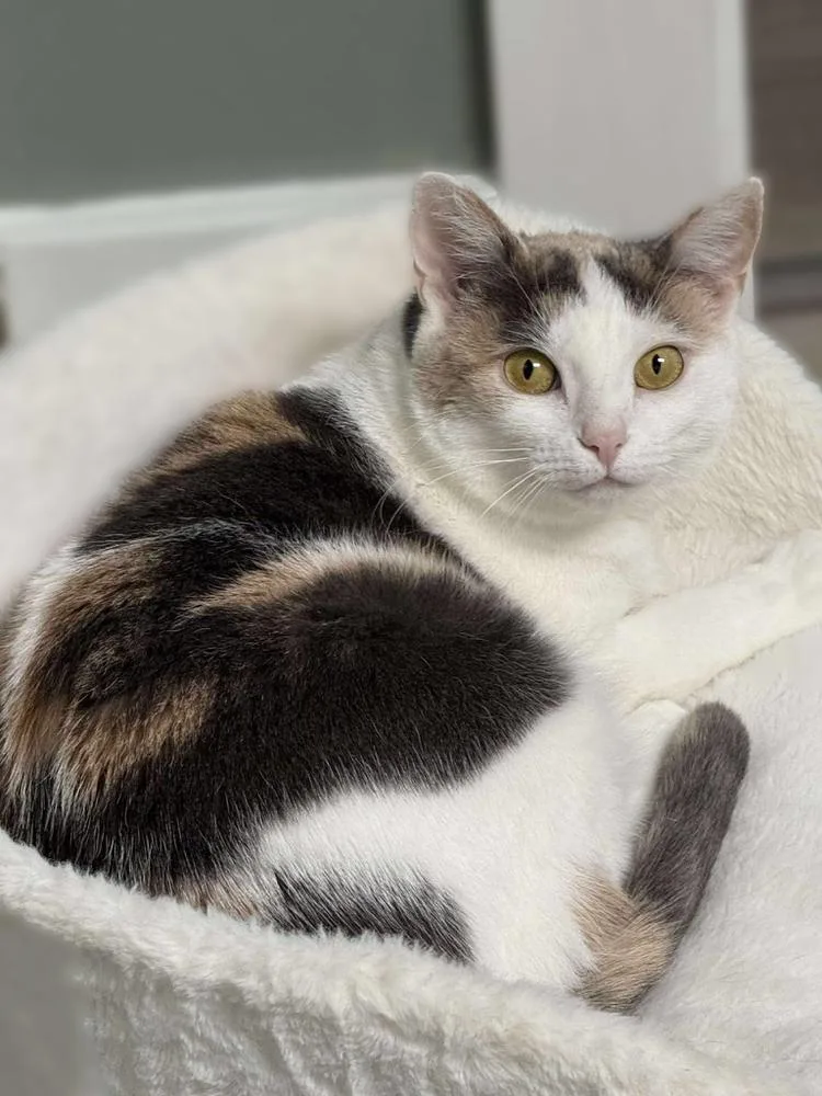 A young medium-sized female Black & White / Tuxedo Domestic Short Hair cat named Avery Olaf for adoption in Mount Laurel, NJ