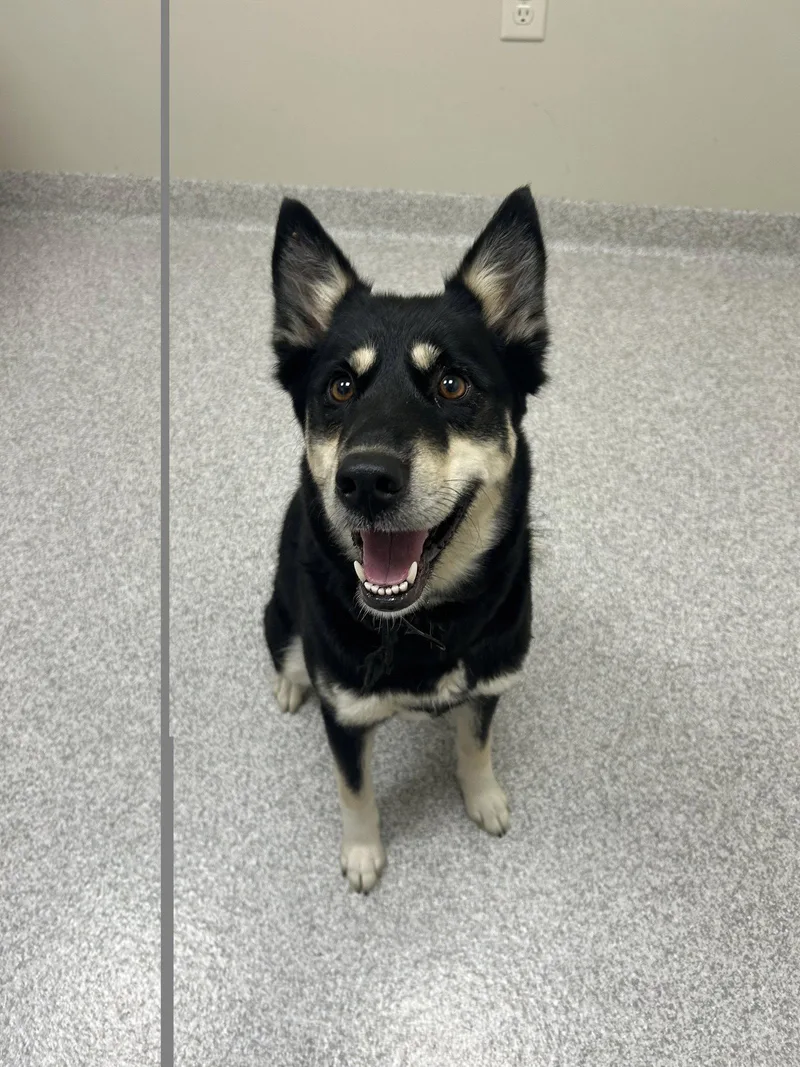 A young medium-sized female English Shepherd dog named Raya for adoption in Lancaster, PA