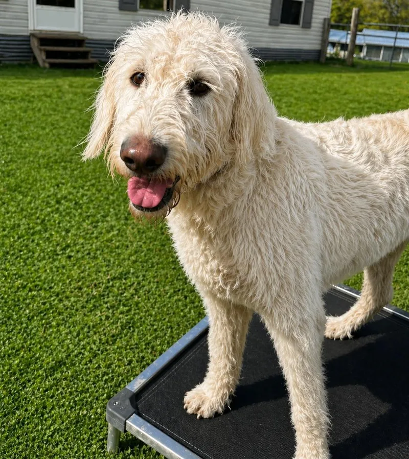A young medium-sized male Labrador Retriever dog named Sandy for adoption in Seven Points, TX