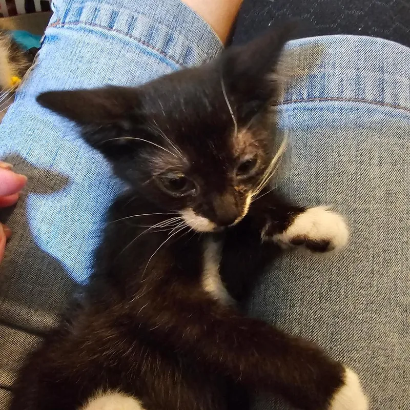 A baby small-sized male Black Domestic Short Hair cat named LicoriceBlue Collar for adoption in Carroll, IA
