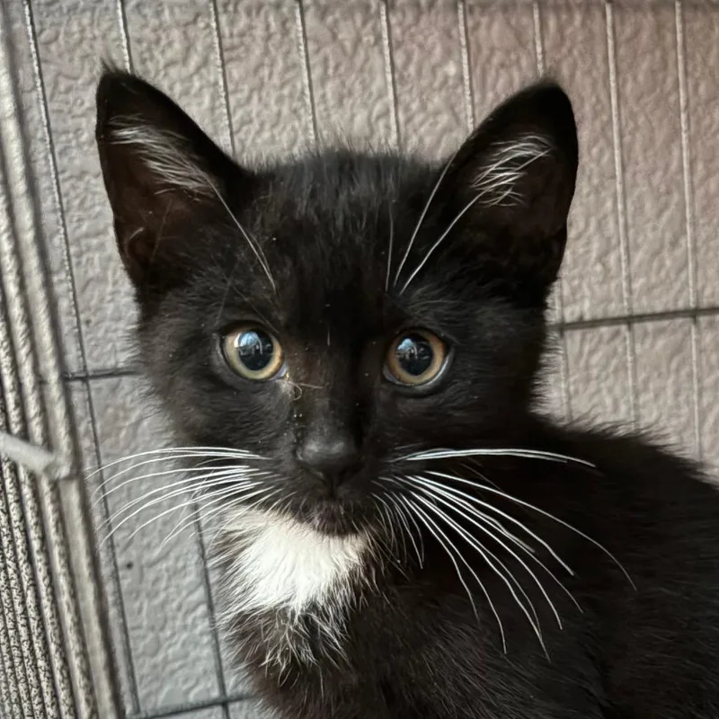 A baby small-sized male Black Domestic Short Hair cat named Charly for adoption in Pleasanton, CA