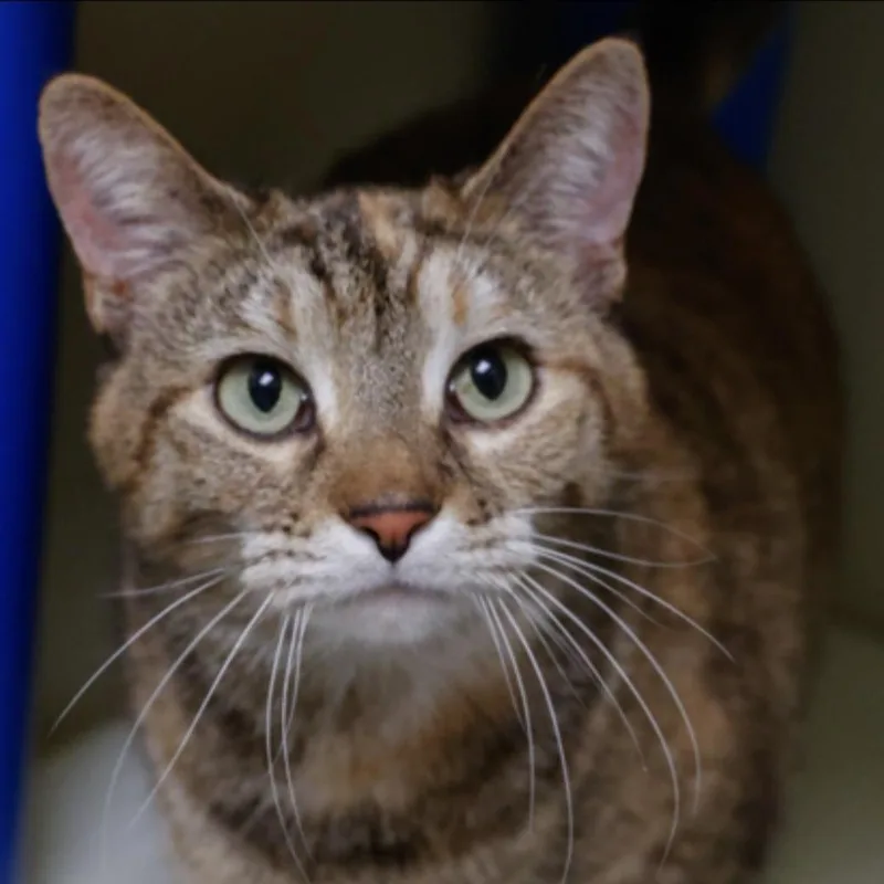 An adult medium-sized female Tabby (Brown / Chocolate) Domestic Short Hair cat named Ice for adoption in Sauk City, WI