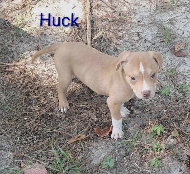 Jiggy pups thumbnail 2