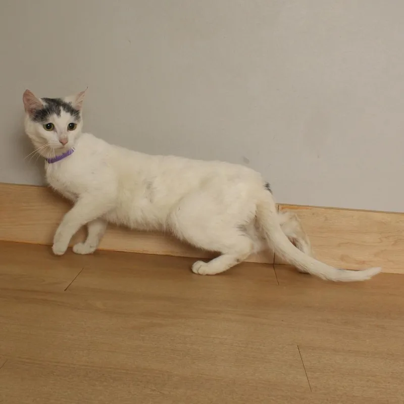 A young medium-sized female White Domestic Short Hair cat named Miso C for adoption in Minnetonka, MN