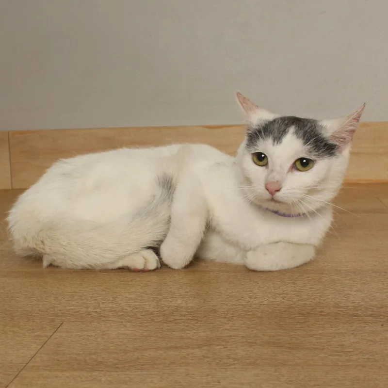 Miso  C thumbnail 2