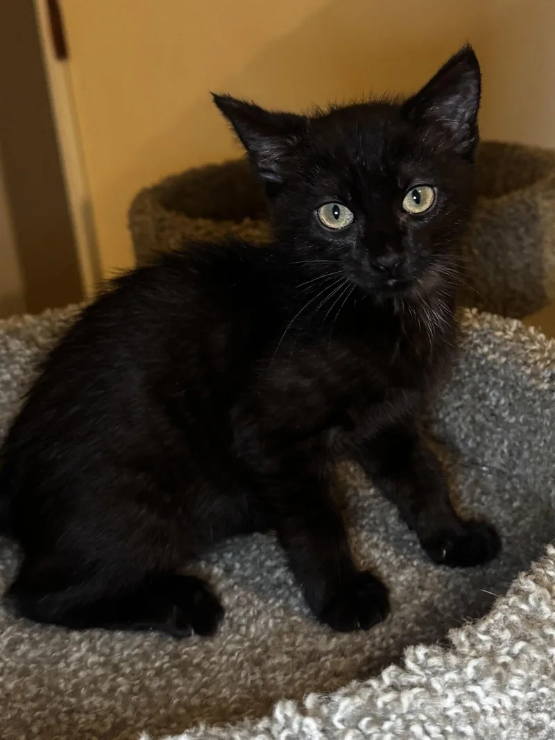 A baby medium-sized female Black Domestic Short Hair cat named Tootsie for adoption in Seal Beach, CA