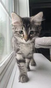 A young small-sized female Black & White / Tuxedo Domestic Medium Hair cat named Zoe for adoption in Elizabeth, IL