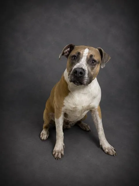 A young medium-sized male American Bulldog dog named Enzo for adoption in Winter Haven, FL