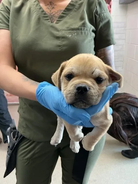 A baby small-sized male Pit Bull Terrier dog named Arnold for adoption in San Bernardino, CA
