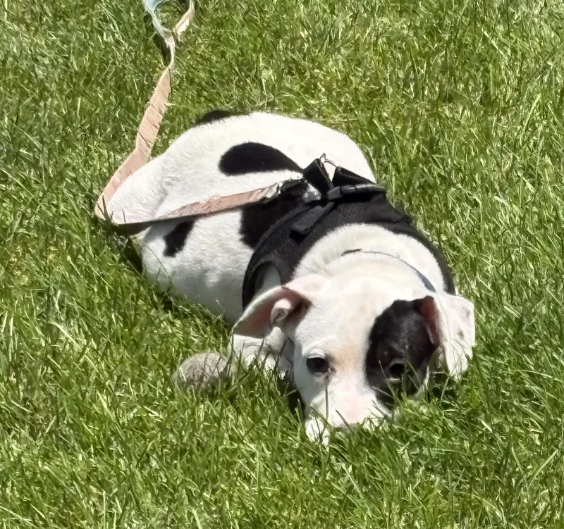 A baby medium-sized female Terrier dog named Deb frompayroll for adoption in Palatine, IL