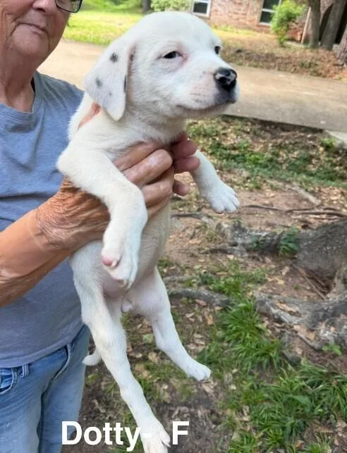 A baby small-sized female Tricolor (Brown, Black, & White) Labrador Retriever dog named Dotty for adoption in Colorado Springs, CO