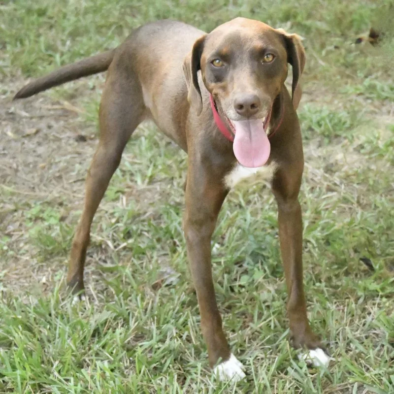 An adult medium-sized male Brown / Chocolate Hound dog named Duke for adoption in Natchez, MS