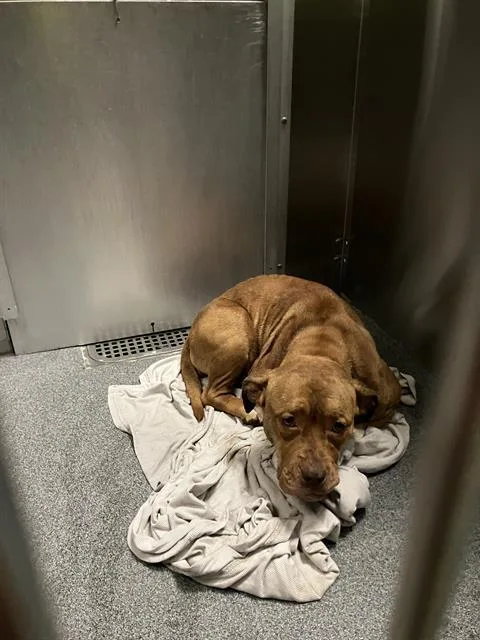 A young medium-sized female Pit Bull Terrier dog named Tiny for adoption in Dallas, TX