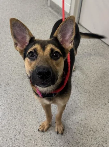 A young medium-sized female German Shepherd Dog dog named Soy Sauce for adoption in Fishers, IN