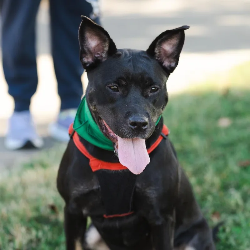 An adult medium-sized female Pit Bull Terrier dog named Cali for adoption in Evansville, IN