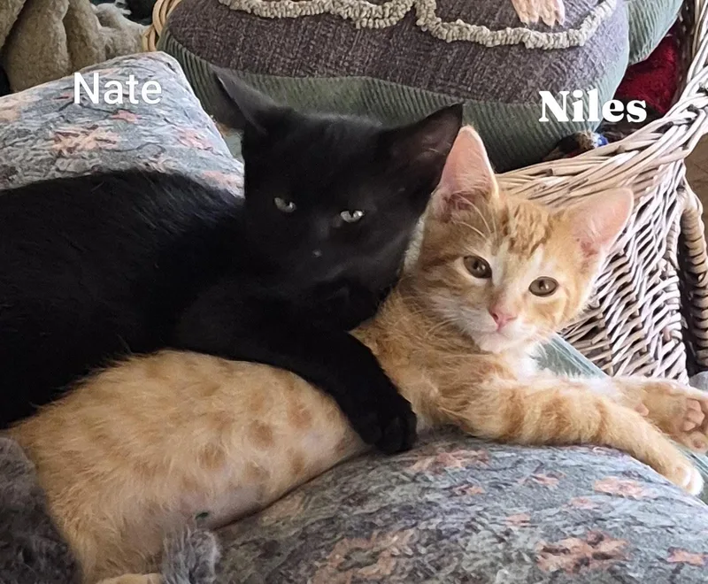 A baby medium-sized male Tabby (Orange / Red) Tabby cat named Nate & Noles for adoption in San Luis Obispo, CA