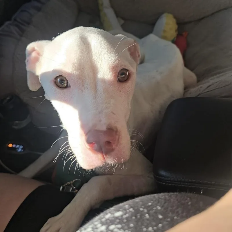 An adult medium-sized female White / Cream American Staffordshire Terrier dog named Solara for adoption in Long Island City, NY