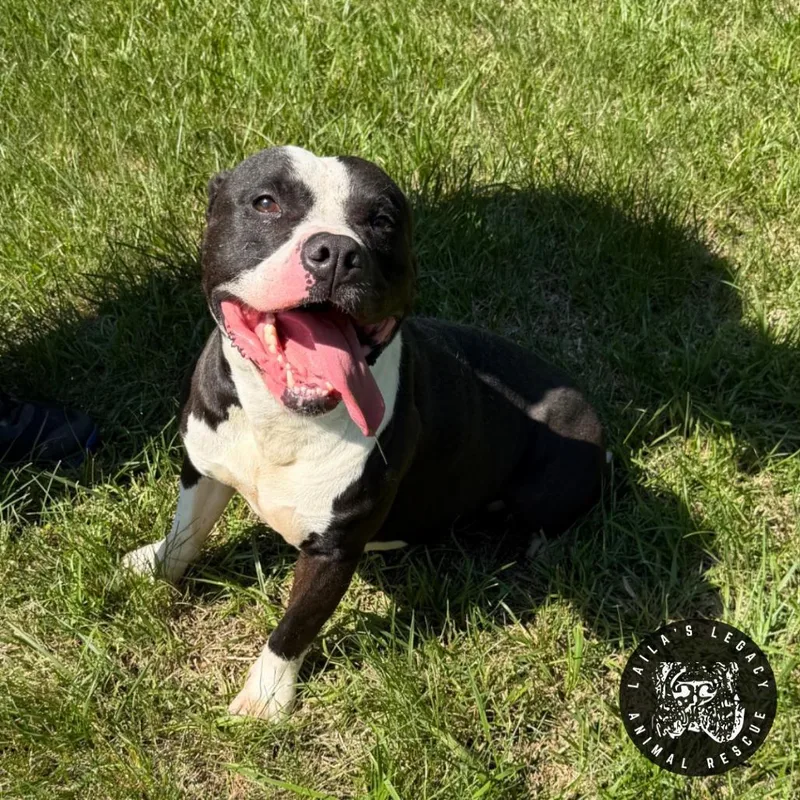 An adult medium-sized male White / Cream Pit Bull Terrier dog named Leo for adoption in Washington, DC