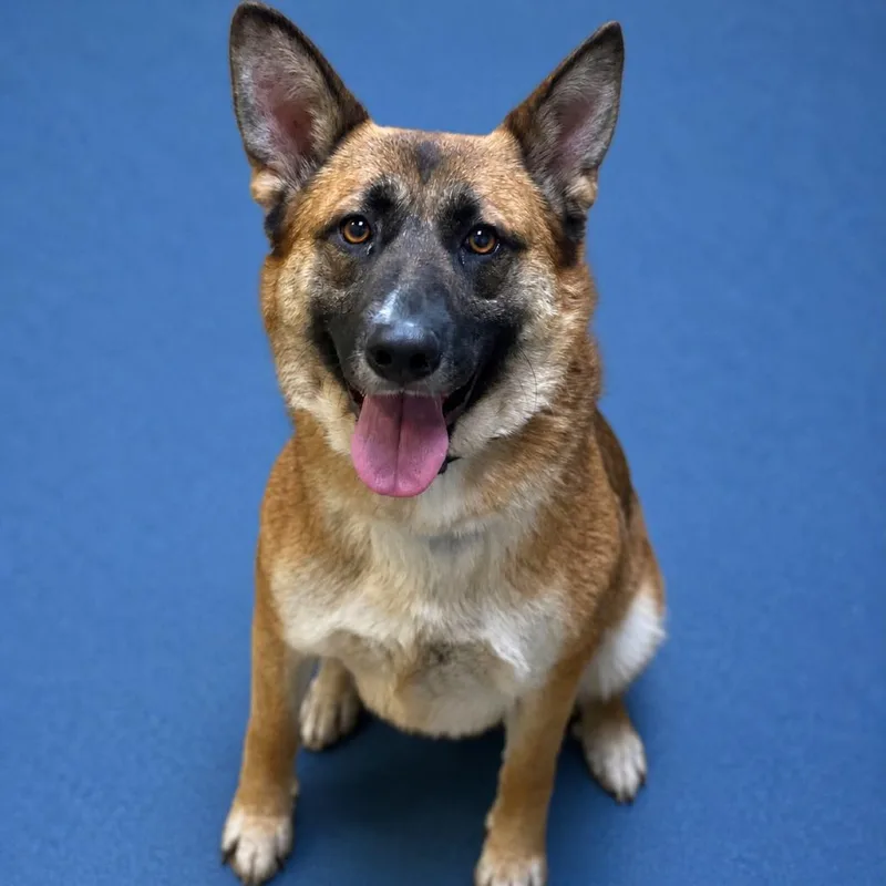 An adult large-sized female Yellow / Tan / Blond / Fawn German Shepherd Dog dog named Itsy for adoption in Riverside, CA