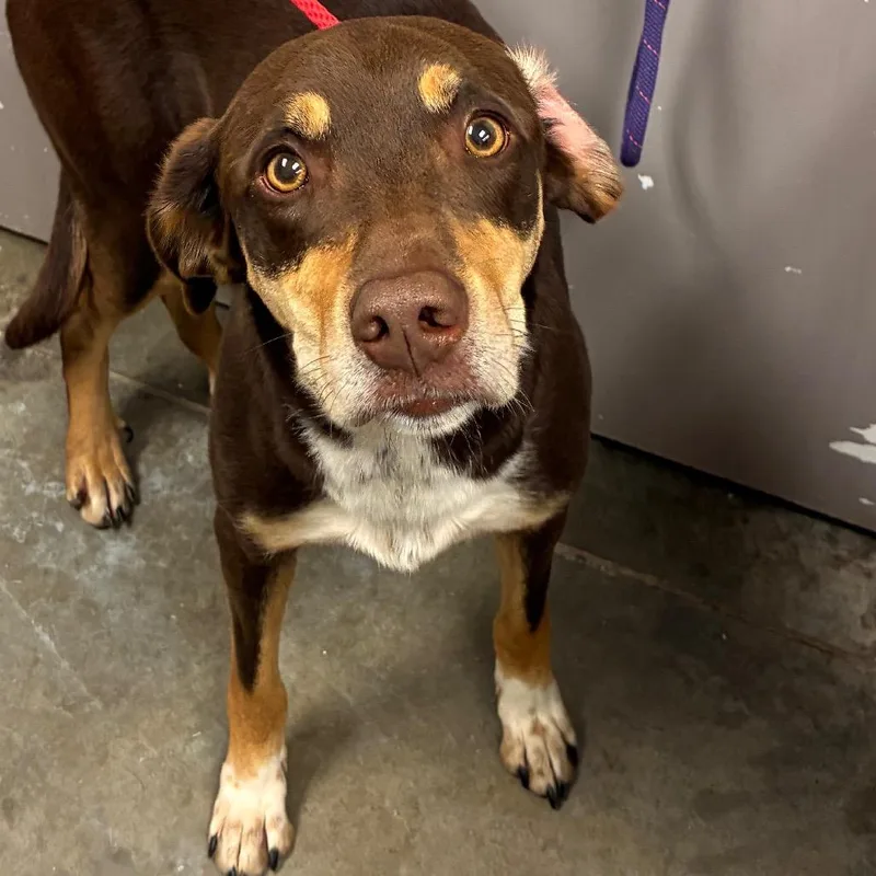 An adult medium-sized female Brown / Chocolate Catahoula Leopard Dog named Aurora for adoption in Manhattan, KS