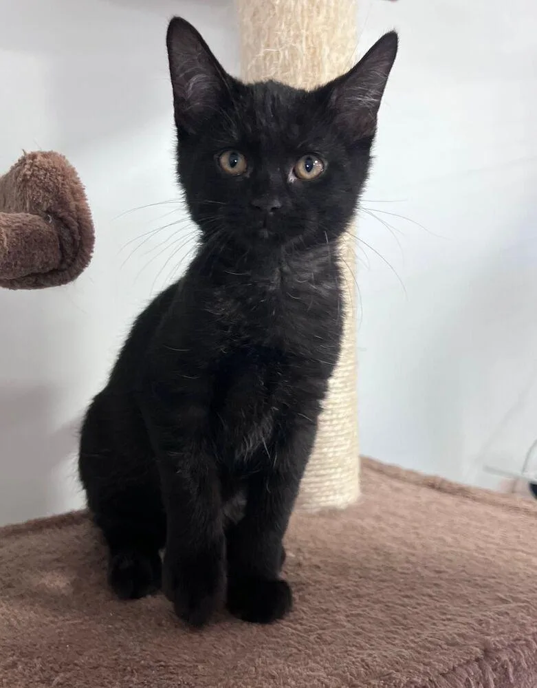 A baby small-sized male Black Domestic Short Hair cat named Gerard for adoption in McPherson, KS
