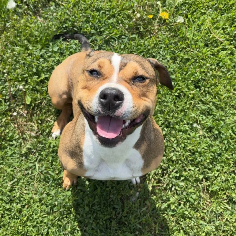 A young medium-sized female Yellow / Tan / Blond / Fawn Pit Bull Terrier dog named Sophie for adoption in Rock Falls, IL