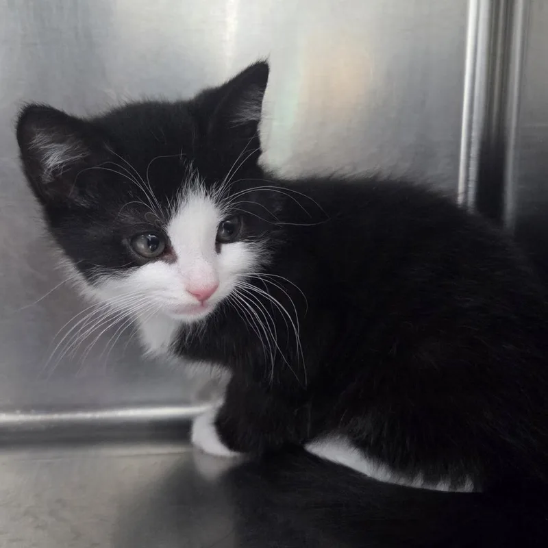 A baby small-sized male Black Domestic Short Hair cat named Yore for adoption in Newark, NJ